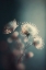 Picture of STAR FLOWER