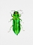 Picture of JEWEL BEETLE OR AGRILUS ANGUSTULUS