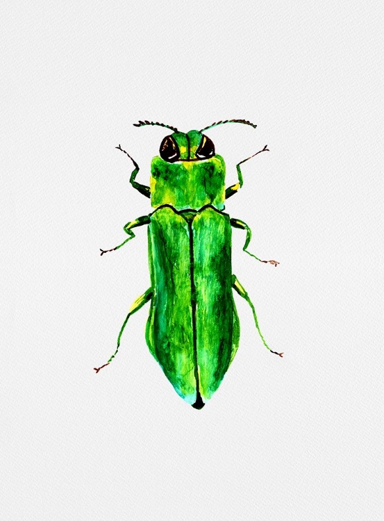 Picture of JEWEL BEETLE OR AGRILUS ANGUSTULUS