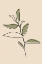 Picture of ABSTRACT ONE LINE LEAF DRAWING I