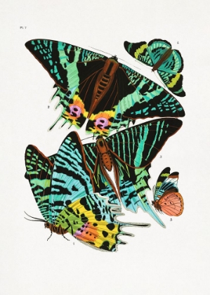 Picture of BUTTERFLIES 3