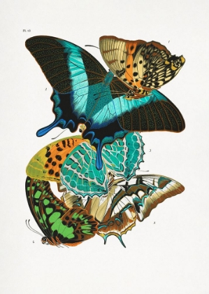 Picture of BUTTERFLIES 5