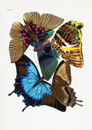 Picture of BUTTERFLIES 4