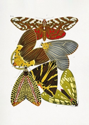 Picture of BUTTERFLIES 6