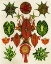 Picture of BOTANICAL INVENTION