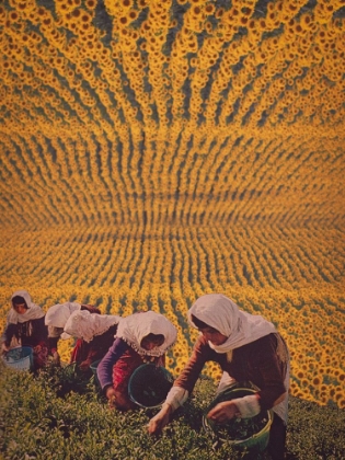 Picture of HARVESTING