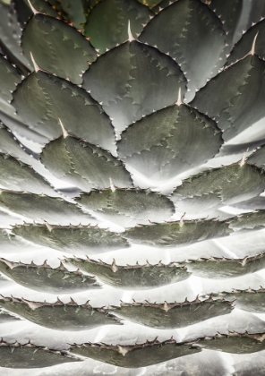 Picture of AGAVE LAYERS