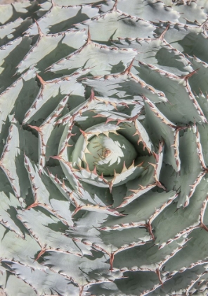 Picture of AGAVE