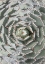 Picture of AGAVE