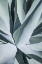 Picture of AQUA CACTUS