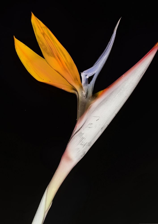 Picture of BIRD OF PARADISE