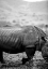 Picture of BLACK RHINO