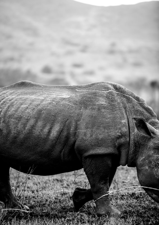 Picture of BLACK RHINO