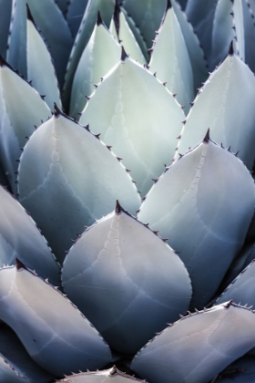 Picture of BLUE AGAVE SIDE