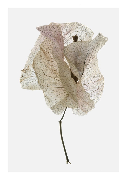 Picture of BOUGAINVILLEA STUDY NO1