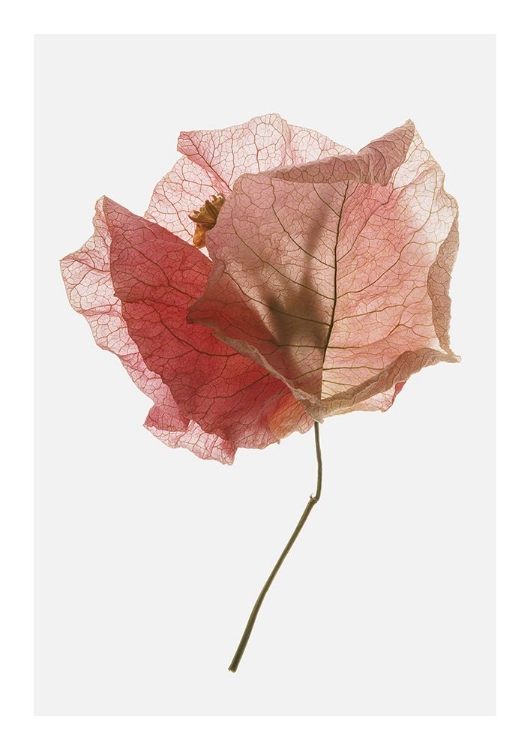 Picture of BOUGAINVILLEA STUDY NO2