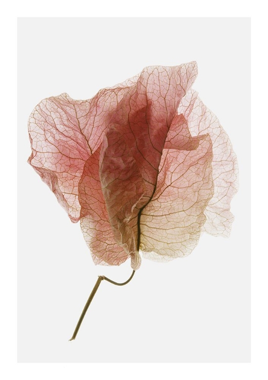 Picture of BOUGAINVILLEA STUDY NO4