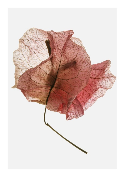 Picture of BOUGAINVILLEA STUDY NO8