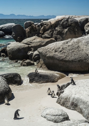 Picture of BOULDERS BEACH