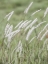 Picture of BREEZE