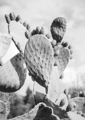 Picture of CACTI COWBOY NO1