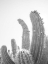 Picture of CACTUS