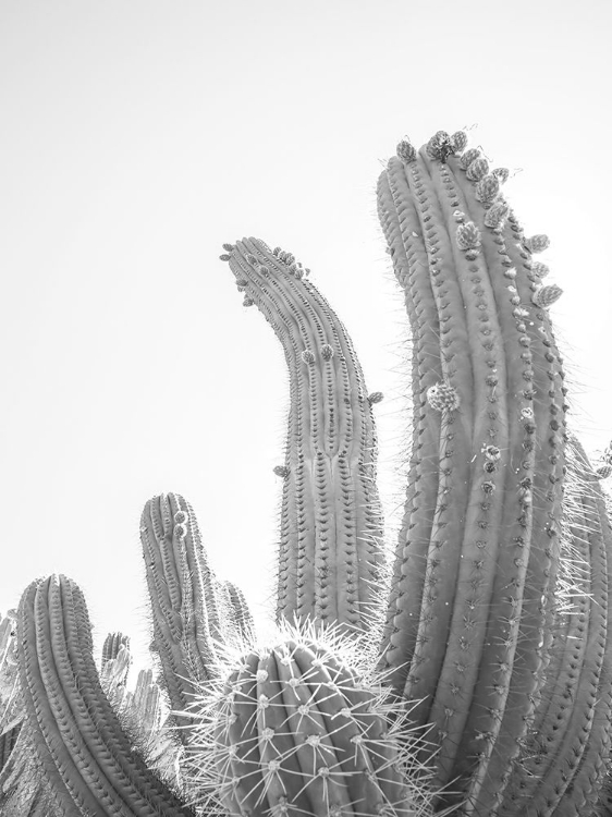 Picture of CACTUS