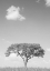 Picture of CAMEL THORN