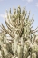 Picture of CATUS FOREST
