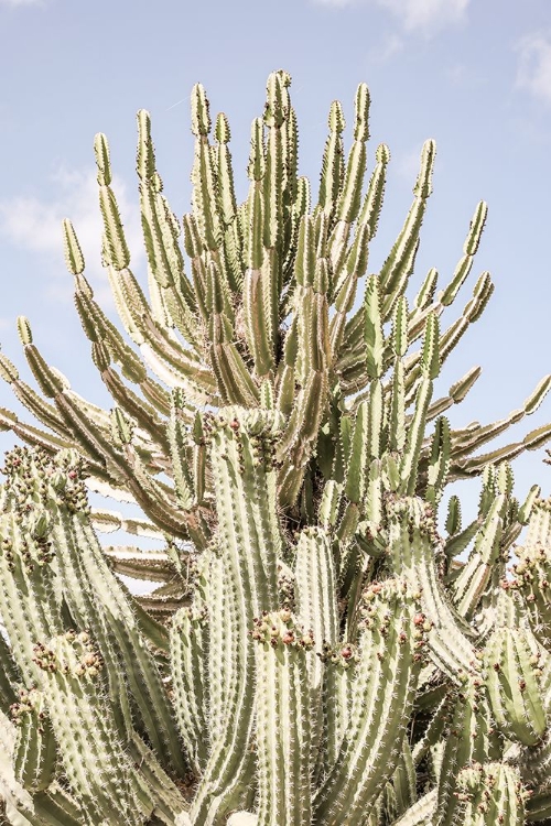 Picture of CATUS FOREST