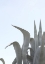 Picture of CHARMING AGAVE