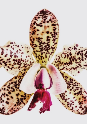 Picture of CORAL ORCHID