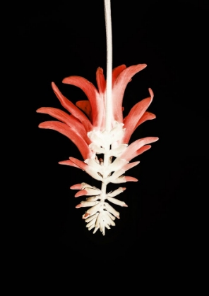 Picture of CORAL TREE FLOWER