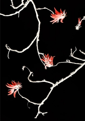Picture of CORAL TREE