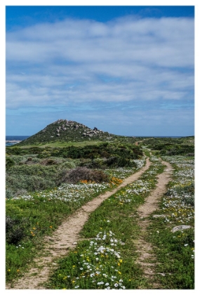 Picture of DAISY PATH