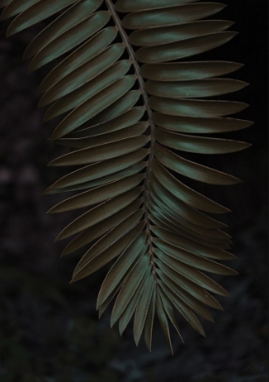 Picture of CYCAD