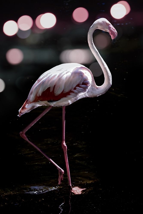 Picture of DANCING FLAMINGO