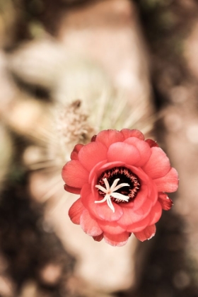 Picture of DESERT BLOOM