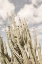 Picture of DESERT CATHEDRAL