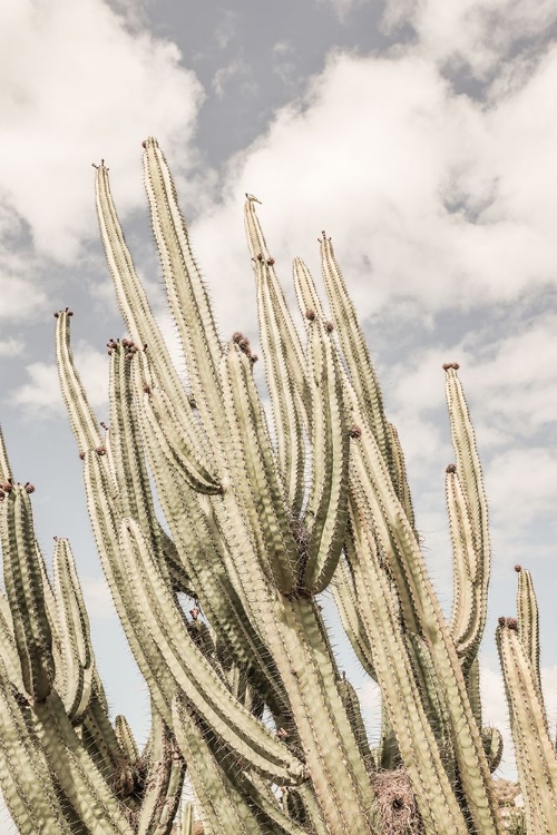 Picture of DESERT CATHEDRAL