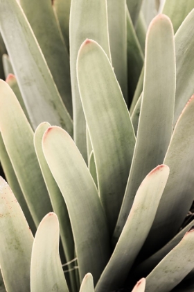 Picture of DESERT LIPS