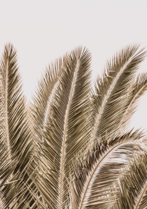 Picture of DESERT PALM