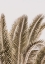 Picture of DESERT PALM