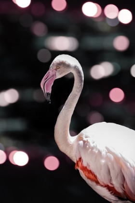 Picture of DISCO FLAMINGO