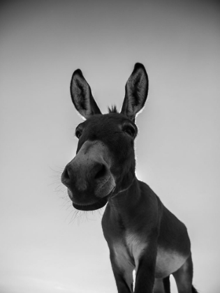 Picture of DONKS