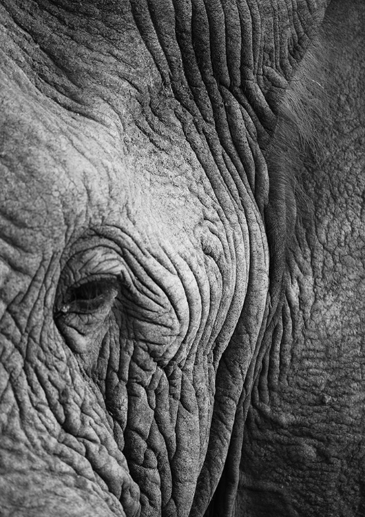 Picture of ELEPHANT STUDY