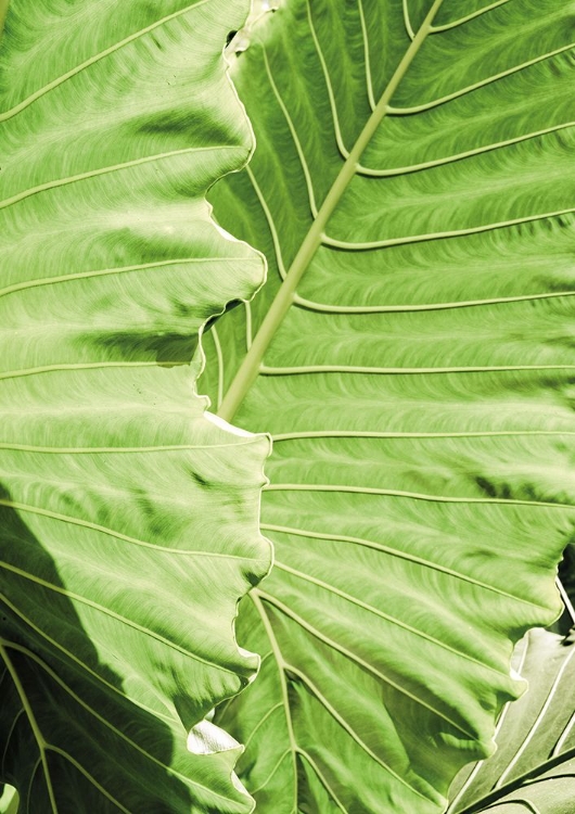 Picture of ELEPHANTS EARS