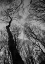 Picture of EVERGLADES