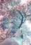 Picture of FEVER TREE