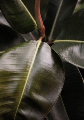 Picture of FICUS BUBU